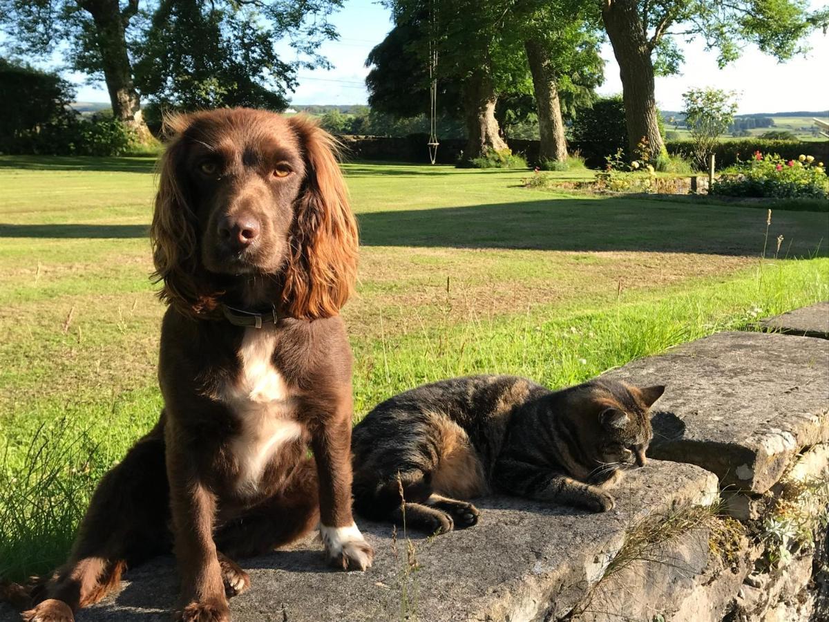 South Craighall B&B Eaglesham Exteriör bild